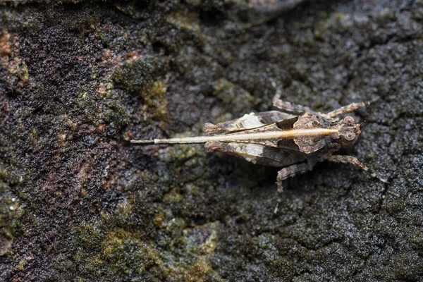 Close Shot Van Tetrigidae Sprinkhaan — Stockfoto