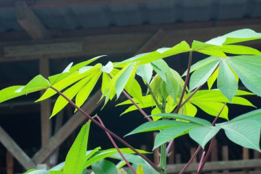 Manyok tapyoka yapraklarının yakın çekimi..