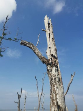 Çamurlu sahilde ölen mangrov ağaçlarının görüntüsü..