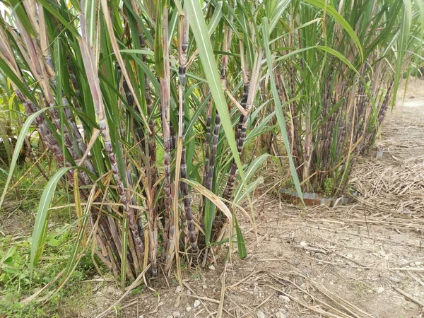 보라색 줄기가 자라는 사탕수수 농장의 — 스톡 사진