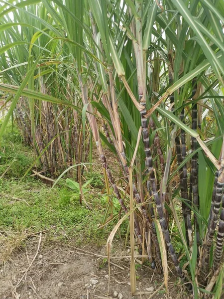 보라색 줄기가 자라는 사탕수수 농장의 — 스톡 사진