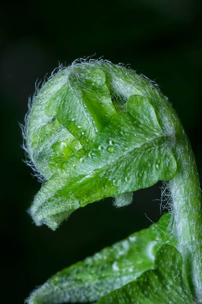 Hojas Brote Helecho Fiddlehead Fresco Joven — Foto de Stock