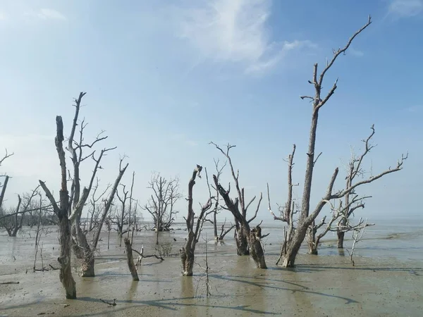 Escena Árboles Moribundos Manglar Playa Fangosa — Foto de Stock