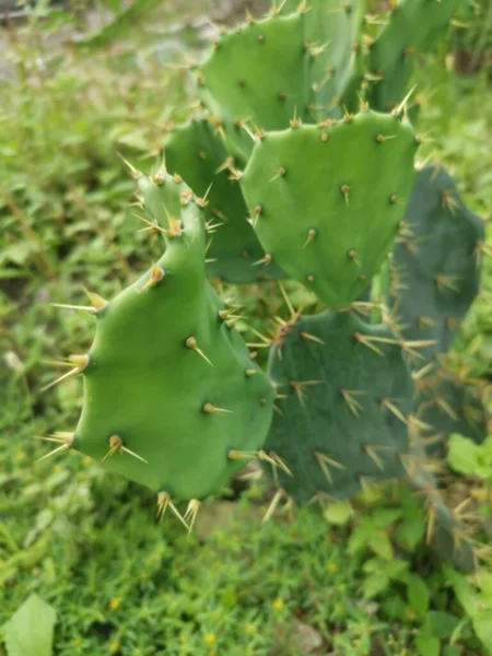 Tiro Cercano Apuntia Stricta Cactus —  Fotos de Stock