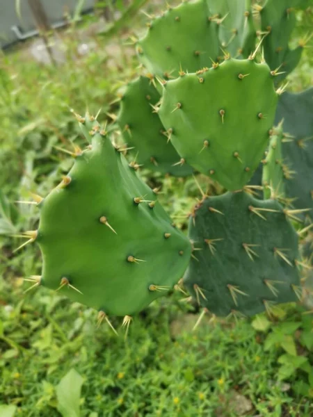 Tiro Cercano Apuntia Stricta Cactus —  Fotos de Stock
