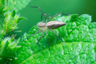 Dişi vaşak örümceğinin yakın çekimi