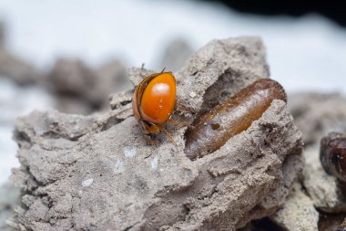 Küçük turuncu Asyalı uğurböceğinin yakın çekimi.