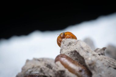 Küçük turuncu Asyalı uğurböceğinin yakın çekimi.