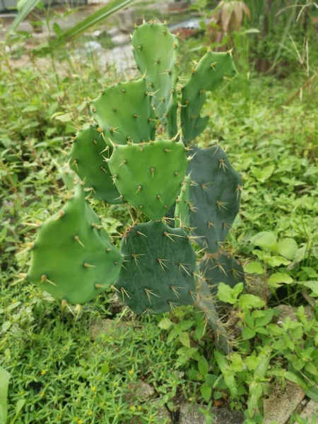 Tiro Cercano Apuntia Stricta Cactus —  Fotos de Stock