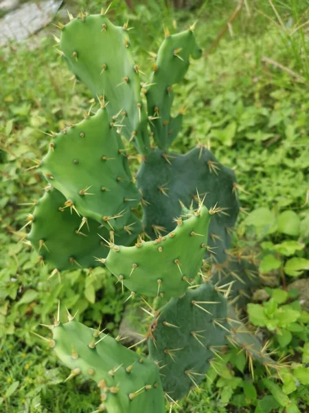 Tiro Cercano Apuntia Stricta Cactus —  Fotos de Stock