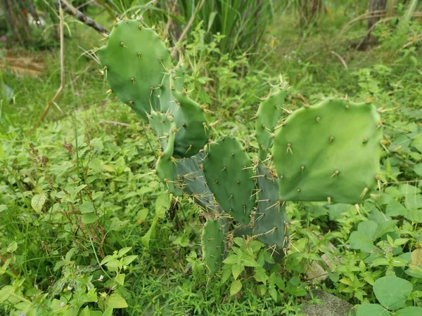 Tiro Cercano Apuntia Stricta Cactus —  Fotos de Stock