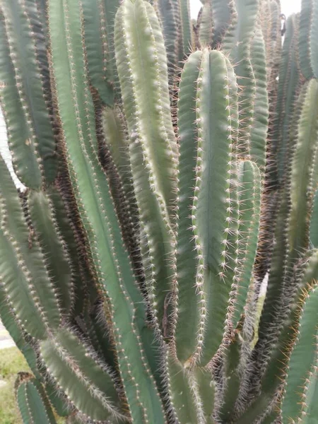 Colpo Vicino Cactus Filo Spinato — Foto Stock