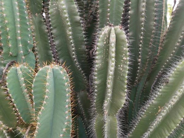 Disparo Cercano Cactus Alambre Púas —  Fotos de Stock