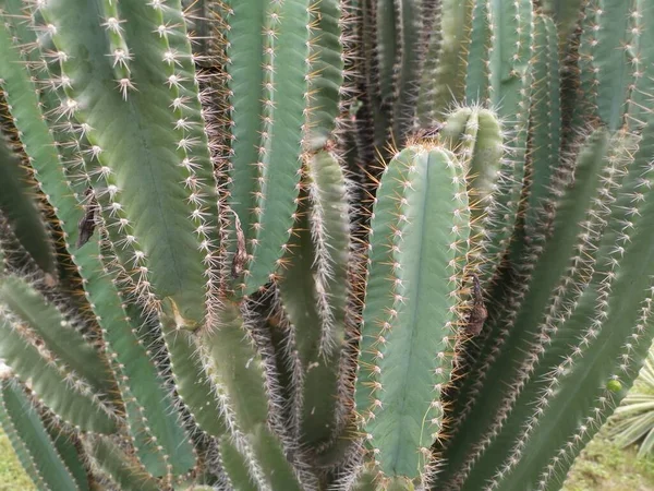 Close Shot Van Cactus Met Prikkeldraad — Stockfoto