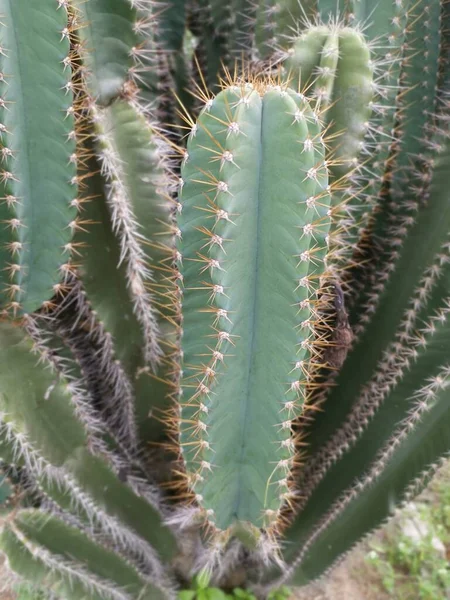 Disparo Cercano Cactus Alambre Púas —  Fotos de Stock