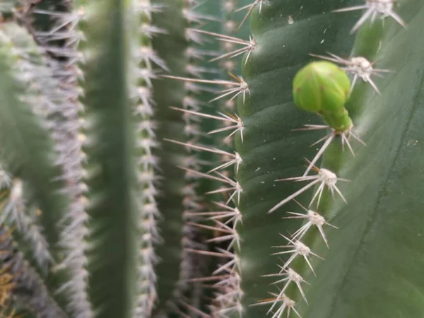 Disparo Cercano Cactus Alambre Púas —  Fotos de Stock