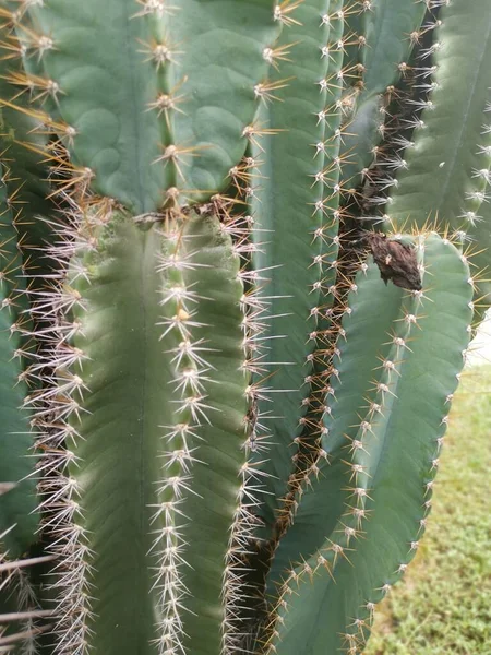 Disparo Cercano Cactus Alambre Púas —  Fotos de Stock