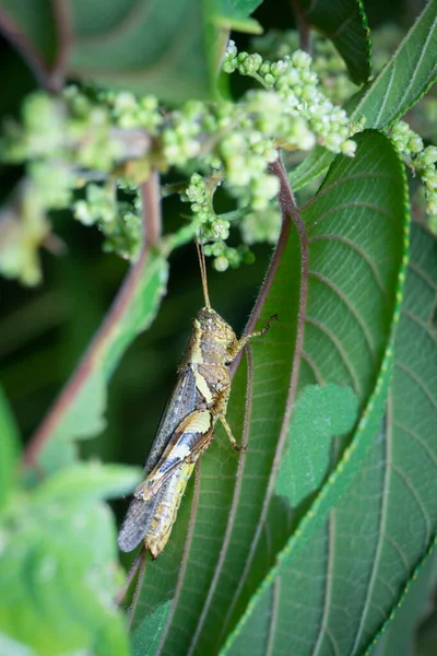 Groene Sprinkhaan Verstopt Groene Bladeren — Stockfoto