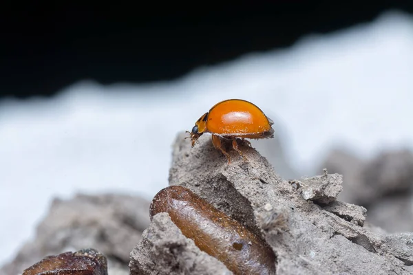 Close Shot Minúsculo Laranja Asiático Ladybeetle — Fotografia de Stock