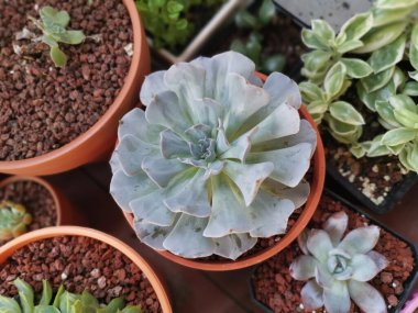 Küçük sulu ve kaktüs bitkilerinin çeşitleri..