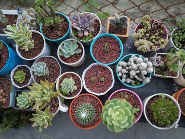 Küçük sulu ve kaktüs bitkilerinin çeşitleri..