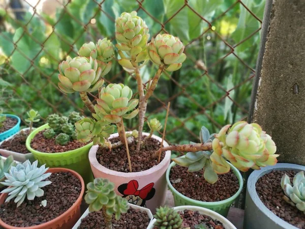 小さな多肉植物やサボテンの品種 植物園 — ストック写真