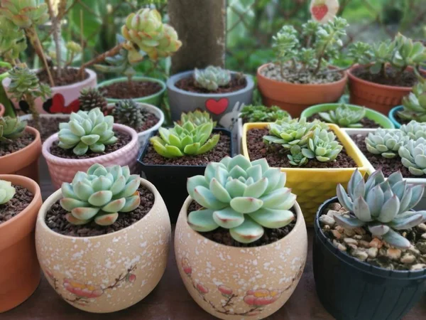 varieties of small succulent and cacti houseplants.