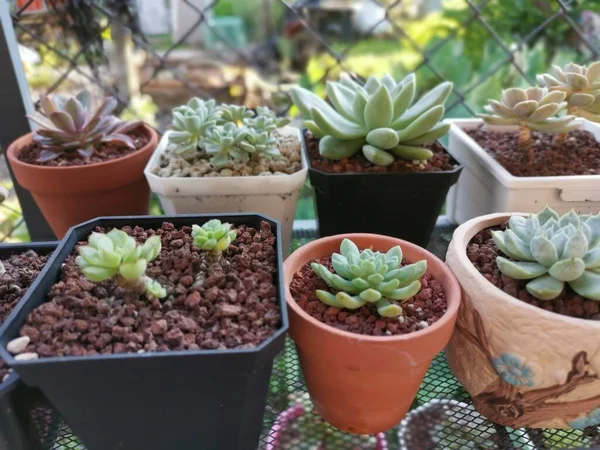 Variëteiten Van Kleine Sappige Cactussen Kamerplanten — Stockfoto