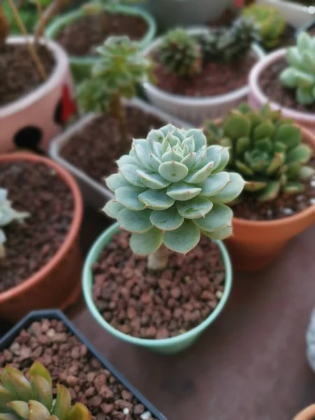 Variëteiten Van Kleine Sappige Cactussen Kamerplanten — Stockfoto