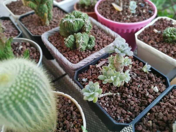 Variëteiten Van Kleine Sappige Cactussen Kamerplanten — Stockfoto