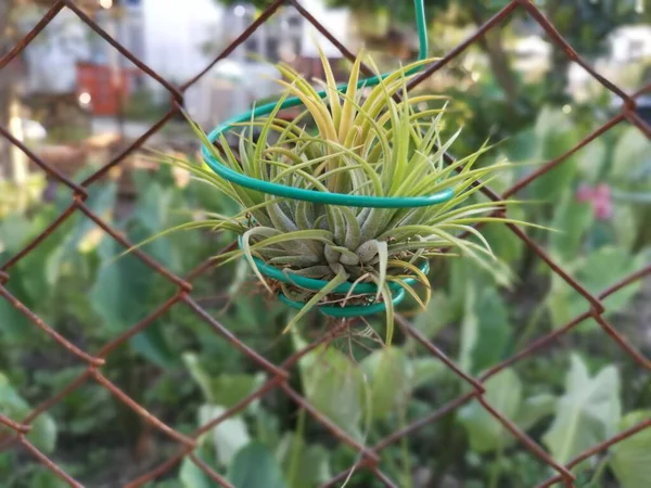 小さな多肉植物やサボテンの品種 植物園 — ストック写真