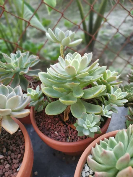 varieties of small succulent and cacti houseplants.