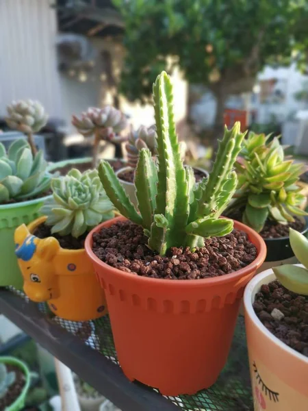 varieties of small succulent and cacti houseplants.