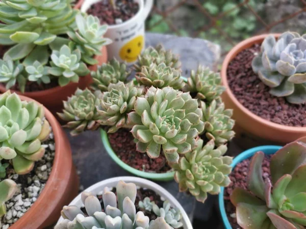 Variedades Plantas Pequeñas Suculentas Cactus — Foto de Stock