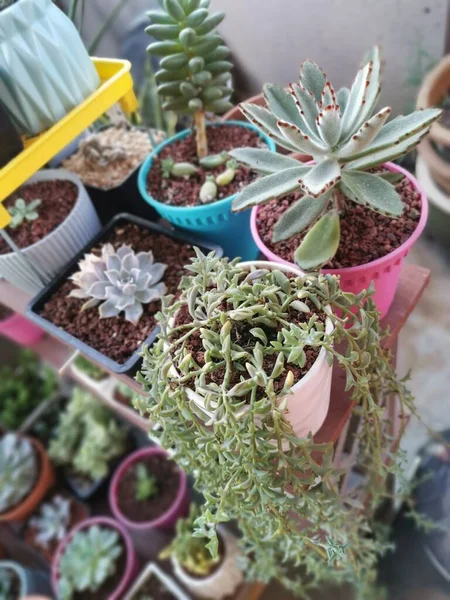 Variëteiten Van Kleine Sappige Cactussen Kamerplanten — Stockfoto