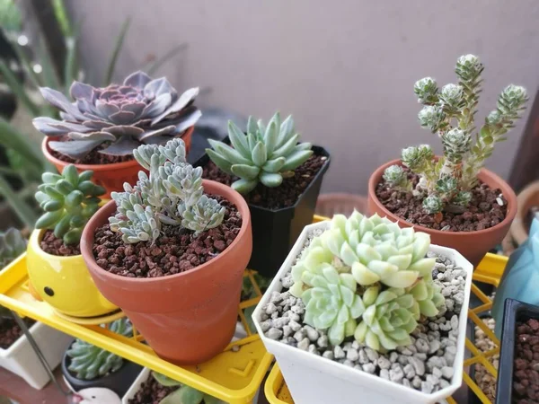 Varietà Piccole Piante Appartamento Succulente Cactus — Foto Stock