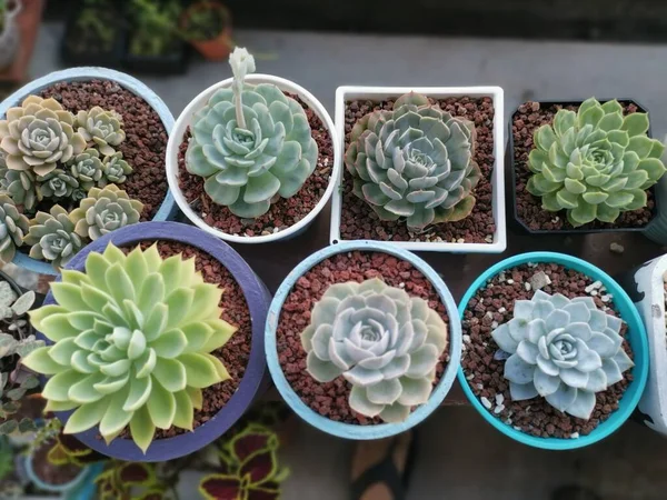 varieties of small succulent and cacti houseplants.