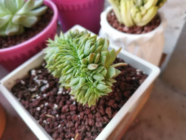 Variëteiten Van Kleine Sappige Cactussen Kamerplanten — Stockfoto