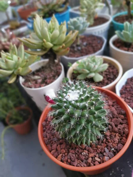 Variëteiten Van Kleine Sappige Cactussen Kamerplanten — Stockfoto