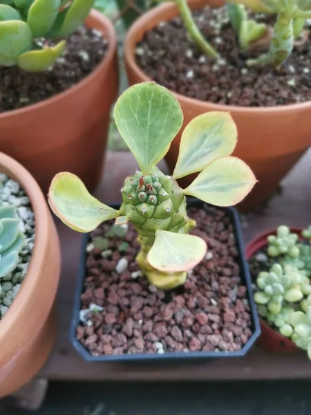 Variëteiten Van Kleine Sappige Cactussen Kamerplanten — Stockfoto