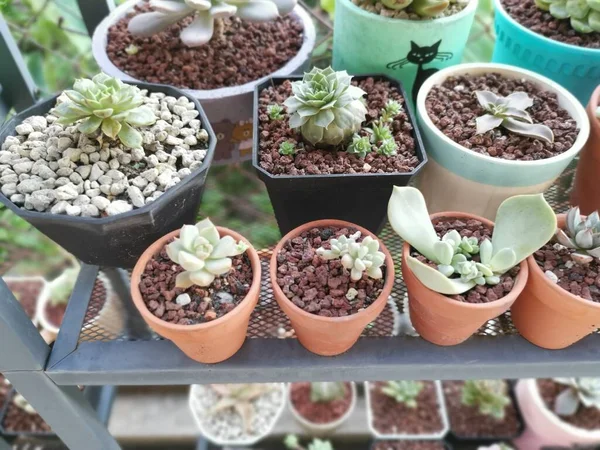 Küçük Sulu Kaktüs Bitkilerinin Çeşitleri — Stok fotoğraf