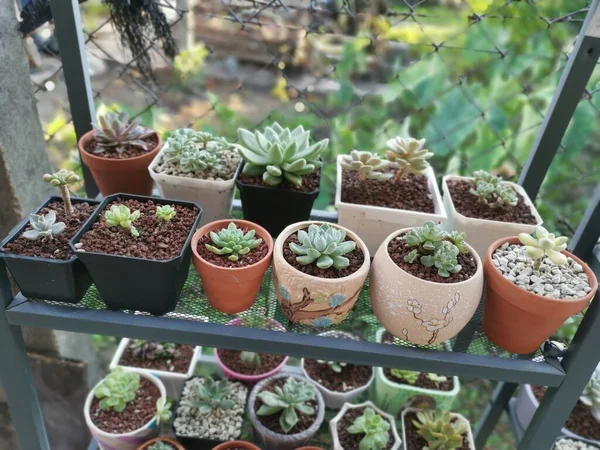 Varieties Small Succulent Cacti Houseplants — Stock Photo, Image