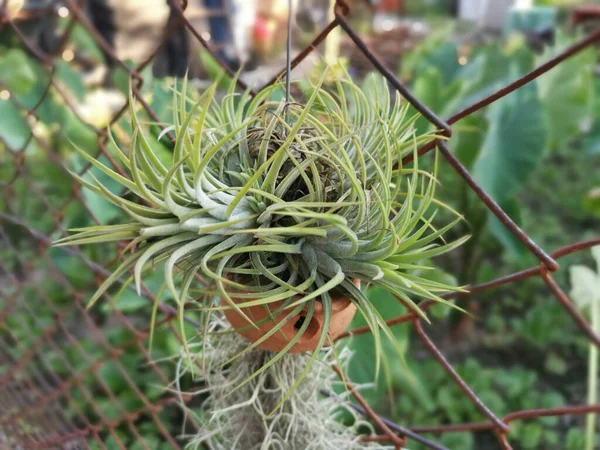 Varieties Small Succulent Cacti Houseplants — Stock Photo, Image