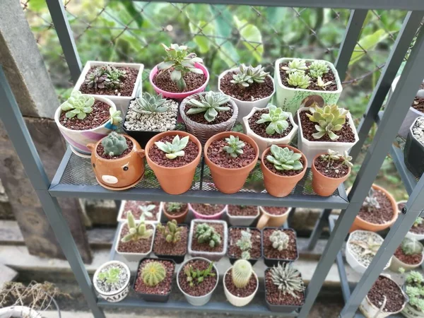 Variedades Pequenas Plantas Sala Suculentas Cactos — Fotografia de Stock