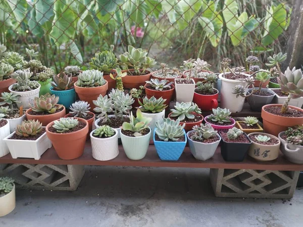 Variëteiten Van Kleine Sappige Cactussen Kamerplanten — Stockfoto