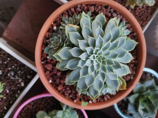 Variëteiten Van Kleine Sappige Cactussen Kamerplanten — Stockfoto