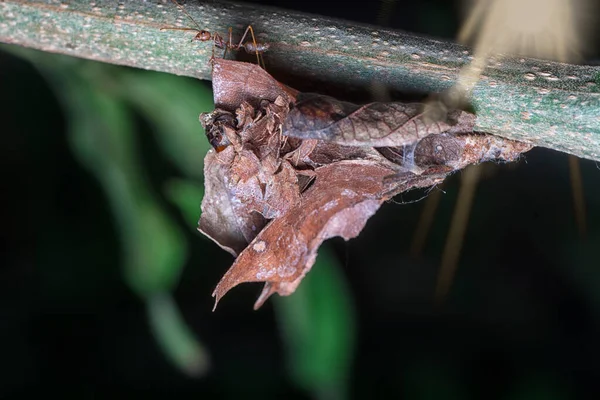 Naturaleza Imagen Hojas Moribundas Secas — Foto de Stock