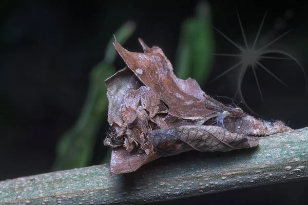 Image Nature Mort Séchage Des Feuilles — Photo