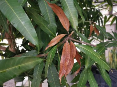 Sağlıksız ölüm ve kuru yaprakların görüntüsü..