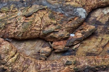 Çürümüş ağaç gövdesi ve dalının resmi.